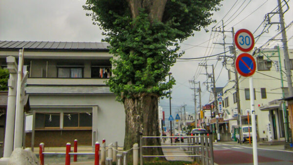 稲荷神社の公孫樹