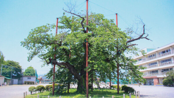 南小学校の桜